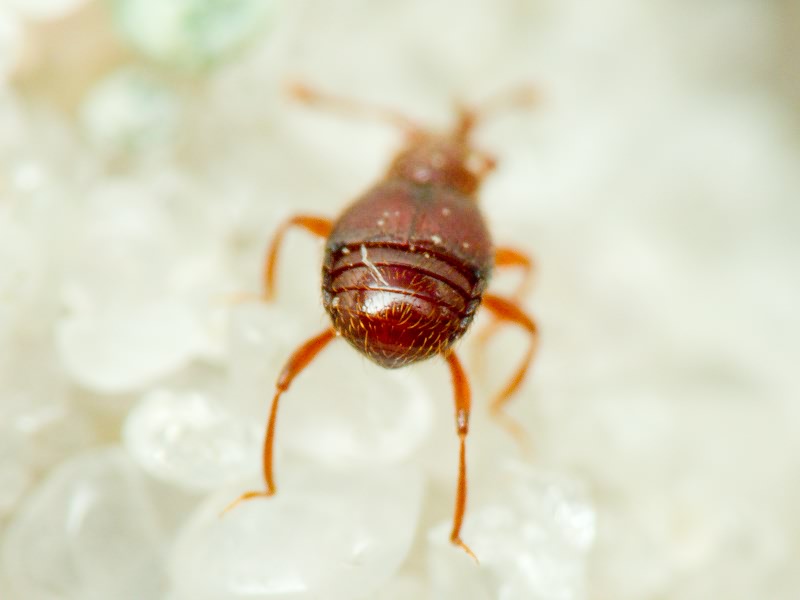 Bryaxis chaudoirii (Chaudoir, 1845)